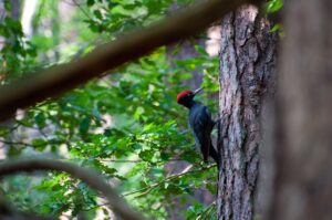 Daarom zetten wij ons als trainingsbureau in om 100% CO₂-neutraal te opereren
